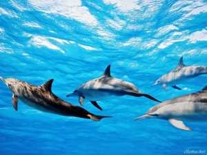 Дельфин для детей